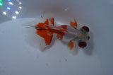 Butterfly  Red White 3.5 Inch (ID#307B8b-39) Free2Day SHIPPING