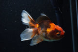 Juvenile Thai Oranda  Tricolor 4 Inch (ID#1220To12c-73) Free2Day SHIPPING