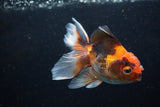 Juvenile Thai Oranda  Tricolor 4 Inch (ID#1220To12c-73) Free2Day SHIPPING