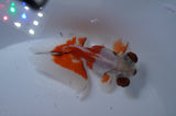 Butterfly  Red White 3.5 Inch (ID#307B8b-39) Free2Day SHIPPING