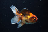 Juvenile Thai Oranda  Tricolor 4 Inch (ID#1220To12c-73) Free2Day SHIPPING