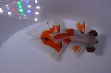 Butterfly  Red White 3.5 Inch (ID#307B8b-39) Free2Day SHIPPING