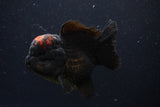 Short Body Thai Oranda  Red Black 4 Inch (ID#1227T14b-95) Free2Day SHIPPING