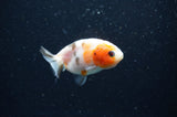 Baby Ranchu  Calico 2.5 Inch (ID#411R9c-32) Free2Day SHIPPING