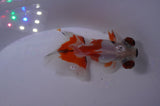 Butterfly  Red White 3.5 Inch (ID#307B8b-39) Free2Day SHIPPING
