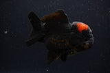 Short Body Thai Oranda  Red Black 4 Inch (ID#1227T14b-95) Free2Day SHIPPING