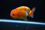 Juvenile Lionchu  Red White 3.5 Inch (ID#1206R11b-28) Free2Day SHIPPING