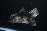 Juvenile Thai Oranda  Panda 4 Inch (ID#1220To12c-74) Free2Day SHIPPING