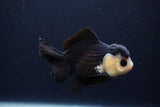 Short Body Thai Oranda  Panda 4 Inch (ID#1227T14b-96) Free2Day SHIPPING