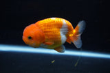 Juvenile Lionchu  Red White 3.5 Inch (ID#1206R11b-28) Free2Day SHIPPING