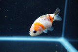 Baby Ranchu  Calico 2.5 Inch (ID#411R9c-32) Free2Day SHIPPING