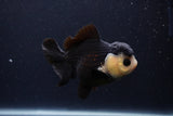 Short Body Thai Oranda  Panda 4 Inch (ID#1227T14b-96) Free2Day SHIPPING