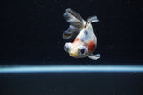 Butterfly  Calico 3.5 Inch (ID#307B8b-40) Free2Day SHIPPING