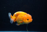 Juvenile Lionchu  Red White 3.5 Inch (ID#1206R11b-28) Free2Day SHIPPING