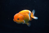 Juvenile Lionchu  Red White 3.5 Inch (ID#1206R11b-28) Free2Day SHIPPING