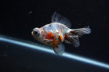 Butterfly  Calico 3.5 Inch (ID#307B8b-40) Free2Day SHIPPING