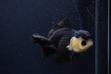 Short Body Thai Oranda  Panda 4 Inch (ID#1227T14b-96) Free2Day SHIPPING