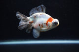 Butterfly  Calico 3.5 Inch (ID#307B8b-40) Free2Day SHIPPING