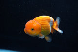 Juvenile Lionchu  Red White 3.5 Inch (ID#1206R11b-28) Free2Day SHIPPING