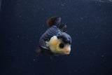 Short Body Thai Oranda  Panda 4 Inch (ID#1227T14b-96) Free2Day SHIPPING