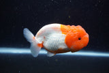 Lionchu  Red White 4.5 Inch (ID#221R12b-81) Free2Day SHIPPING