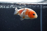 Baby Ranchu  Calico 2.5 Inch (ID#411R9c-32) Free2Day SHIPPING