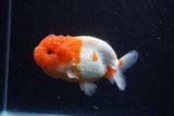 Lionchu  Red White 4.5 Inch (ID#221R12b-81) Free2Day SHIPPING