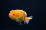 Juvenile Lionchu  Red White 3.5 Inch (ID#1206R11b-28) Free2Day SHIPPING