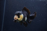 Short Body Thai Oranda  Panda 4 Inch (ID#1227T14b-96) Free2Day SHIPPING