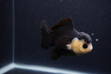 Short Body Thai Oranda  Panda 4 Inch (ID#1227T14b-96) Free2Day SHIPPING