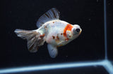 Butterfly  Calico 3.5 Inch (ID#307B8b-40) Free2Day SHIPPING