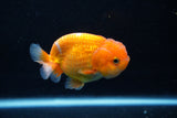 Juvenile Lionchu  Red White 3.5 Inch (ID#1206R11b-28) Free2Day SHIPPING