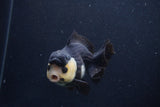 Short Body Thai Oranda  Panda 4 Inch (ID#1227T14b-96) Free2Day SHIPPING