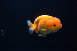 Juvenile Lionchu  Red White 3.5 Inch (ID#1206R11b-28) Free2Day SHIPPING