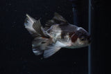 Juvenile Thai Oranda  Panda 4 Inch (ID#1220To12c-74) Free2Day SHIPPING