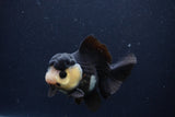 Short Body Thai Oranda  Panda 4 Inch (ID#1227T14b-96) Free2Day SHIPPING