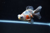 Butterfly  Calico 3.5 Inch (ID#307B8b-40) Free2Day SHIPPING