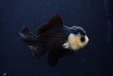 Short Body Thai Oranda  Panda 4 Inch (ID#1227T14b-96) Free2Day SHIPPING