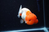 Lionchu  Red White 4.5 Inch (ID#221R12b-81) Free2Day SHIPPING