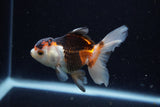 Juvenile Thai Oranda  Tricolor 3.5 Inch (ID#1220To12c-75) Free2Day SHIPPING