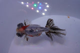 Butterfly  Calico 3.5 Inch (ID#307B8b-40) Free2Day SHIPPING