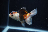 Juvenile Thai Oranda  Tricolor 3.5 Inch (ID#1220To12c-75) Free2Day SHIPPING