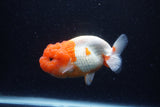 Lionchu  Red White 4.5 Inch (ID#221R12b-81) Free2Day SHIPPING
