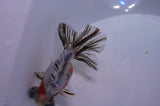 Butterfly  Calico 3.5 Inch (ID#307B8b-40) Free2Day SHIPPING