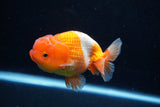 Juvenile Lionchu  Red White 4 Inch (ID#1206R11b-29) Free2Day SHIPPING