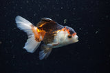 Juvenile Thai Oranda  Tricolor 3.5 Inch (ID#1220To12c-75) Free2Day SHIPPING