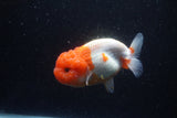 Lionchu  Red White 4.5 Inch (ID#221R12b-81) Free2Day SHIPPING