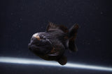 Short Body Thai Oranda  Panda 3.5 Inch (ID#1231To14b-89) Free2Day SHIPPING