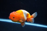 Juvenile Lionchu  Red White 4 Inch (ID#1206R11b-29) Free2Day SHIPPING