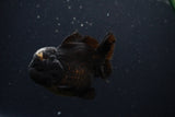 Short Body Thai Oranda  Panda 3.5 Inch (ID#1231To14b-89) Free2Day SHIPPING